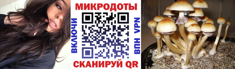 даркнет клад  Теберда  Псилоцибиновые грибы Psilocybe 